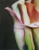 Artikelbild 3 des Artikels “Bloom no. 17  “