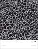 Artikelbild 5 des Artikels “Animal Style Textures Vol. 1 incl. DVD “