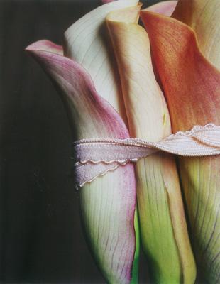 Artikelbild 3 des Artikels “Bloom no. 17  “