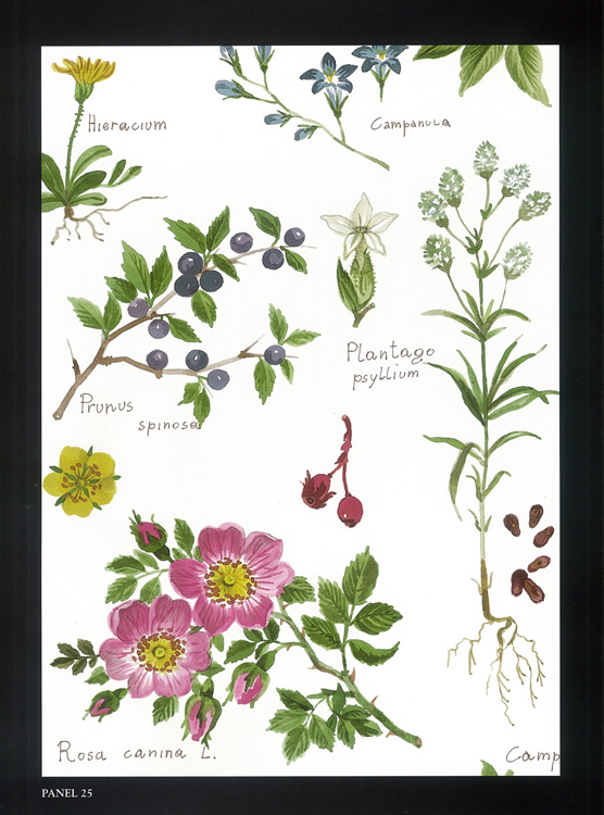 Artikelbild 6 des Artikels “Fiori  “